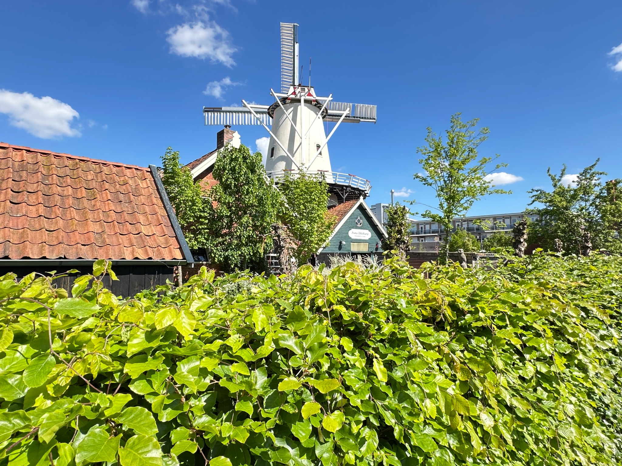 Molen De Hoop boven de groene heg en de oude gebouwen op het erf.
